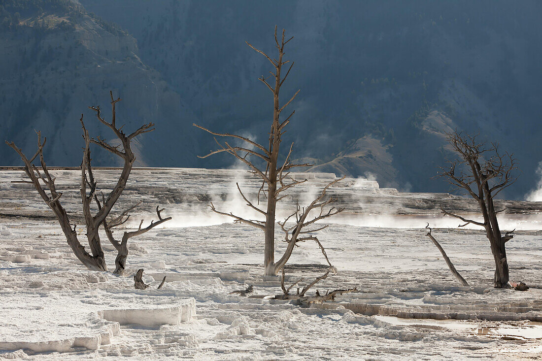 Abgestorbene Bäume, verkrustet in weißen Mineralablagerungen von geothermischen Erscheinungen in Mammoth Hot Springs; Yellowstone National Park, Wyoming