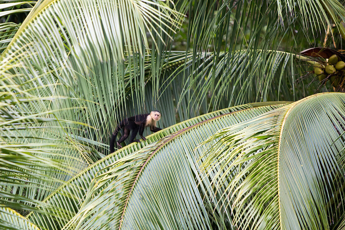 A white-faced capuchin monkey walks along the spine of a palm frond.; Golfito, Costa Rica