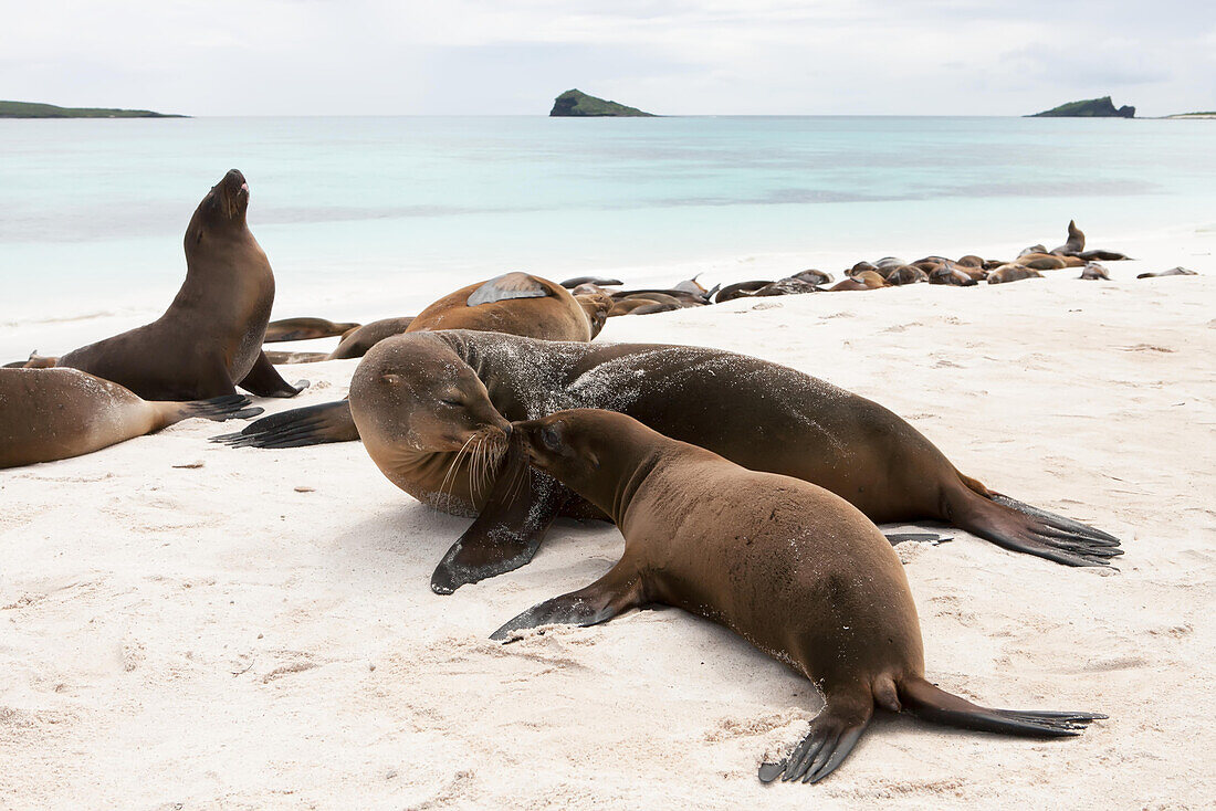 Eine Seelöwin und ihr Junges interagieren an einem Strand mit schlafenden Seelöwen; Pazifischer Ozean, Galapagos-Inseln, Ecuador