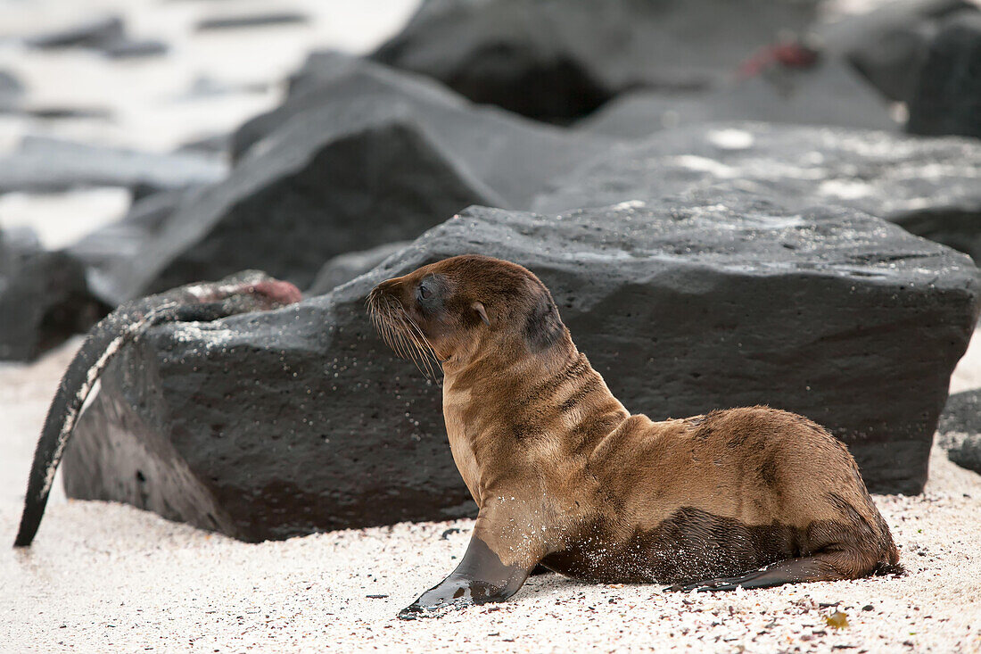 Ein heranwachsender Seelöwe beobachtet einen Meeresleguan auf einem Vulkanfelsen; Pazifischer Ozean, Galapagos-Inseln, Ecuador