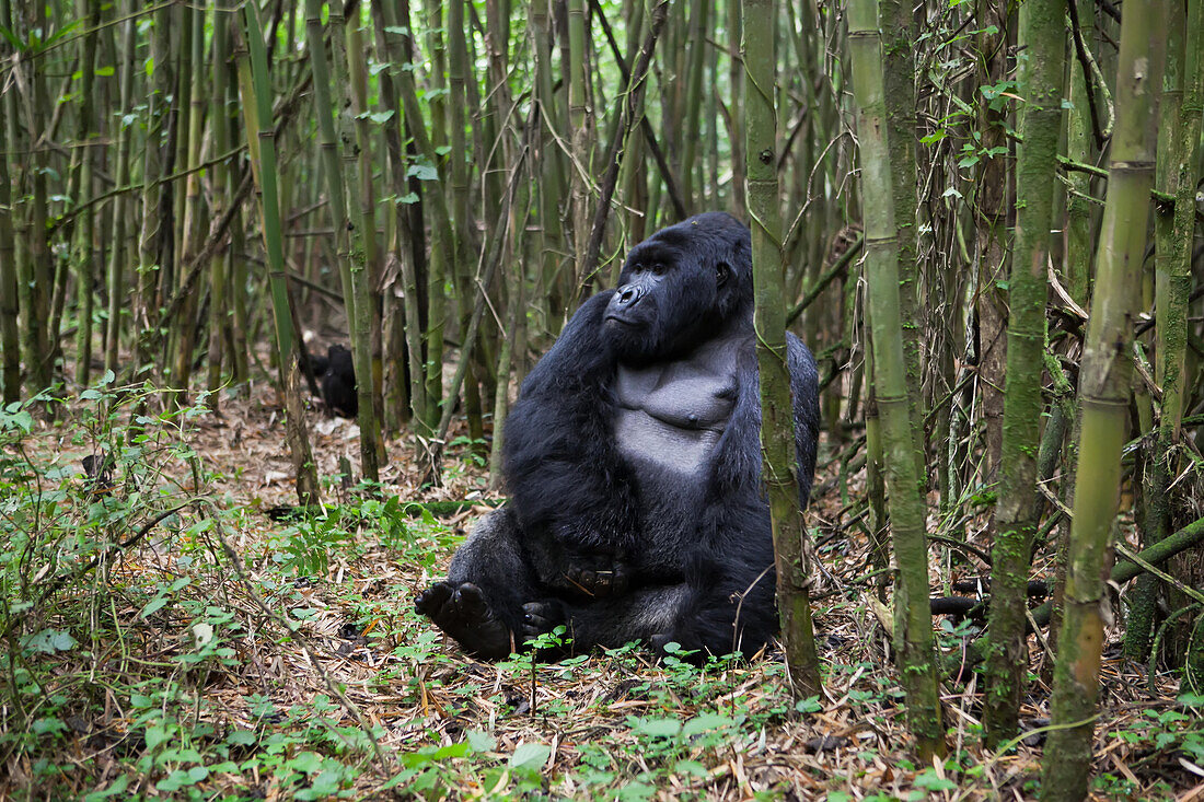Ein männlicher Silberrücken-Berggorilla, Gorilla gorilla beringei, ruht sich in einem Bambuswald aus; Parc des Volcans, Ruanda