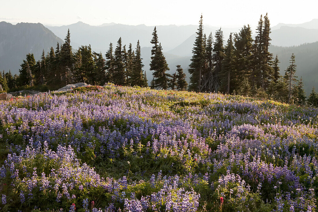Mit der Cascade Mountain Range im Hintergrund füllen Wildblumen und immergrüne Bäume eine Landschaft am Mount Rainier; Mount Rainier National Park, Washington