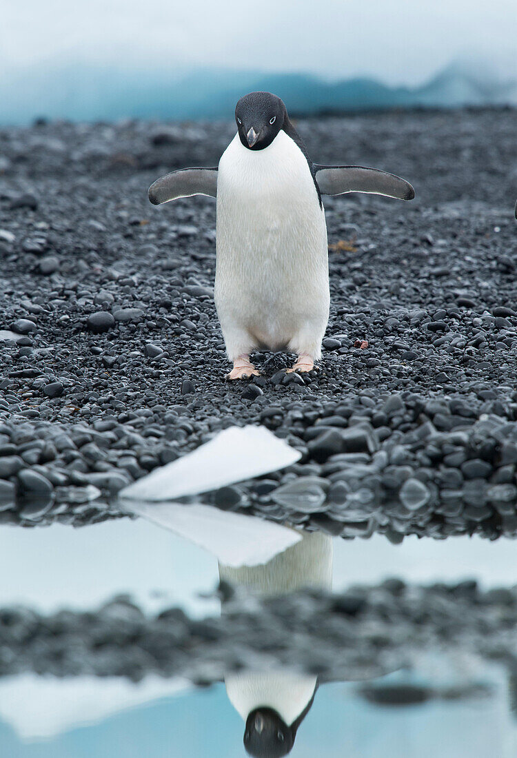 An Adelie penguin walks along the shoreline casting a reflection in the water at Brown Bluff, Antarctica.
