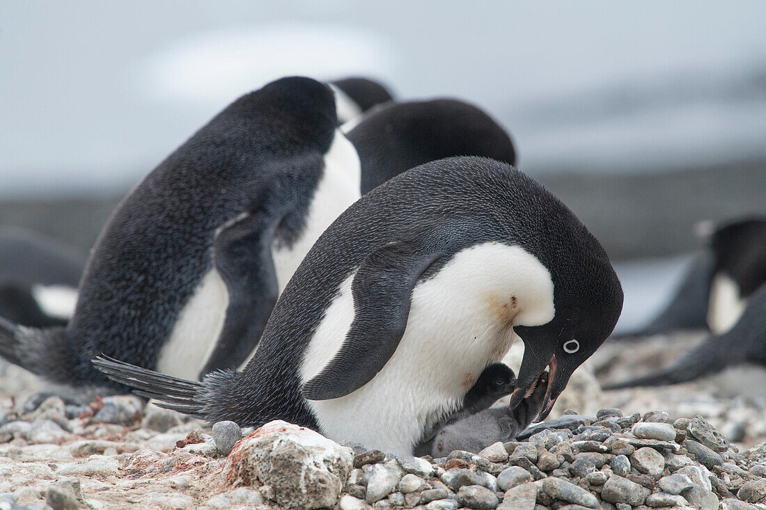 Ein Adeliepinguin füttert sein Pinguinküken in der Pinguinkolonie auf Brown Bluff, Antarktis.