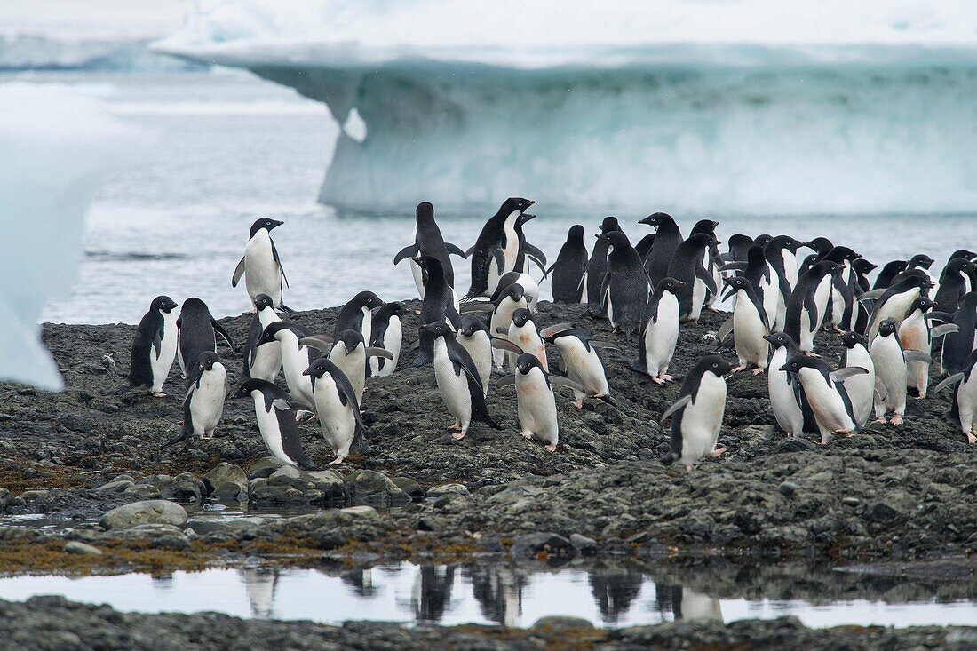 Gruppen von Adeliepinguinen spazieren entlang der Küste von Brown Bluff, Antarktis.