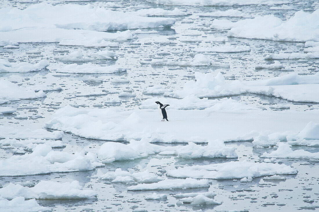 Ein einsamer Adeliepinguin steht auf dem Packeis in der Französischen Passage vor der Küste der Antarktischen Halbinsel.