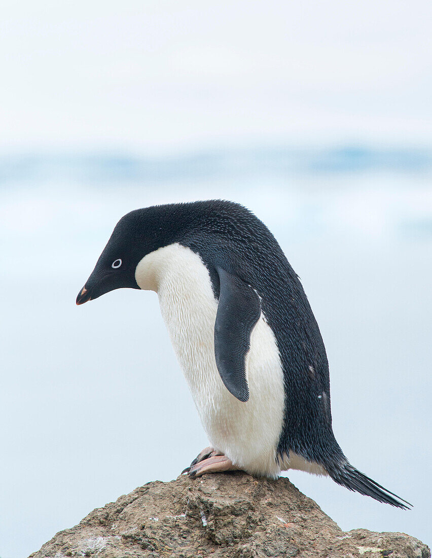 An Adelie penguin stands on top of a rocky shoreline at Brown Bluff, Antarctica.