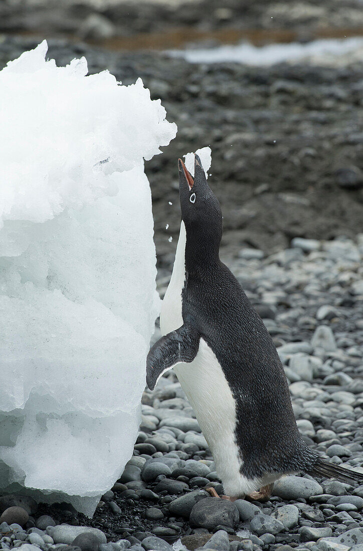 An Adelie penguin eats ice at Brown Bluff, Antarctica.