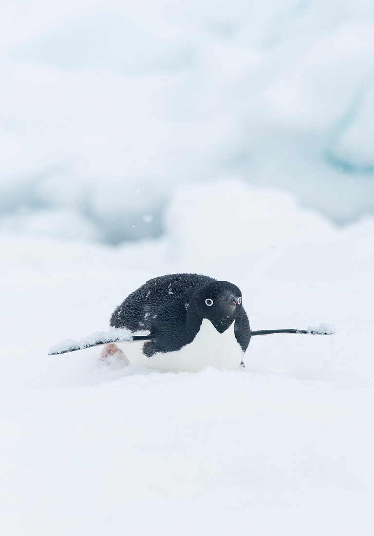 Snow falls on top of an Adelie penguin as it slides along the top of an iceberg on its belly, also known as tobogganing.