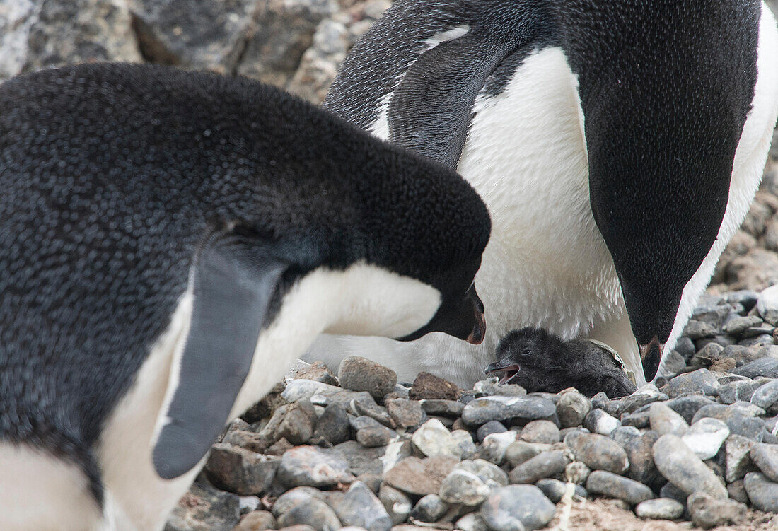 A pair of Adelie penguins greet their newborn penguin chick as it emerges from its egg.