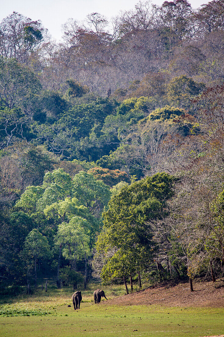 Elephants (Elephas maximus) grazing in Periyar National Park and Wildlife Sanctuary; Kochi, Kerala, India