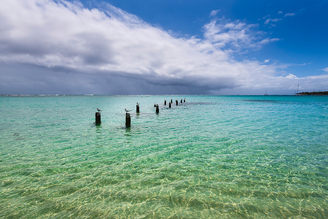 Möwen (Laridae) sitzen auf den Pfosten eines alten Piers im türkisfarbenen Wasser des Karibischen Meeres an der Anse de Sent-An, Pointe-a-Pitre; Guadeloupe, Französisch-Westindien