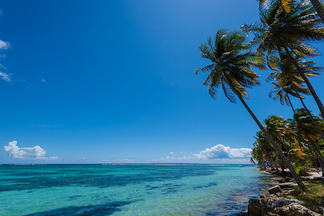 Blauer Himmel und türkisfarbenes Wasser des Karibischen Meeres mit Palmen entlang der Küste am Plage de la Caravelle, Sainte-Anne auf Grande-Terre; Guadeloupe, Französisch-Westindien