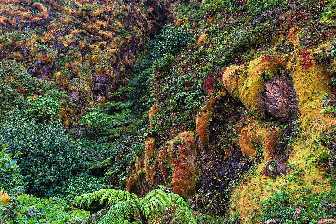 Bunte, tropische Vegetation an den Hängen des La Grande Soufriere, eines aktiven Stratovulkans auf Basse-Terre; Guadeloupe, Französisch-Westindien