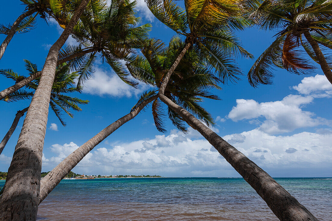 View through the coconut palms out to the Caribbean Sea along the seashore at Plage de la Caravelle, Sainte-Anne on Grande-Terre; Guadeloupe, French West Indies