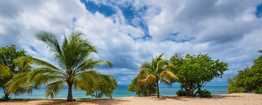 Palmen und tropische Bäume entlang des Sandstrandes von Anse du Souffleur in Port-Louis auf Grande-Terre; Guadeloupe, Französische Westindische Inseln