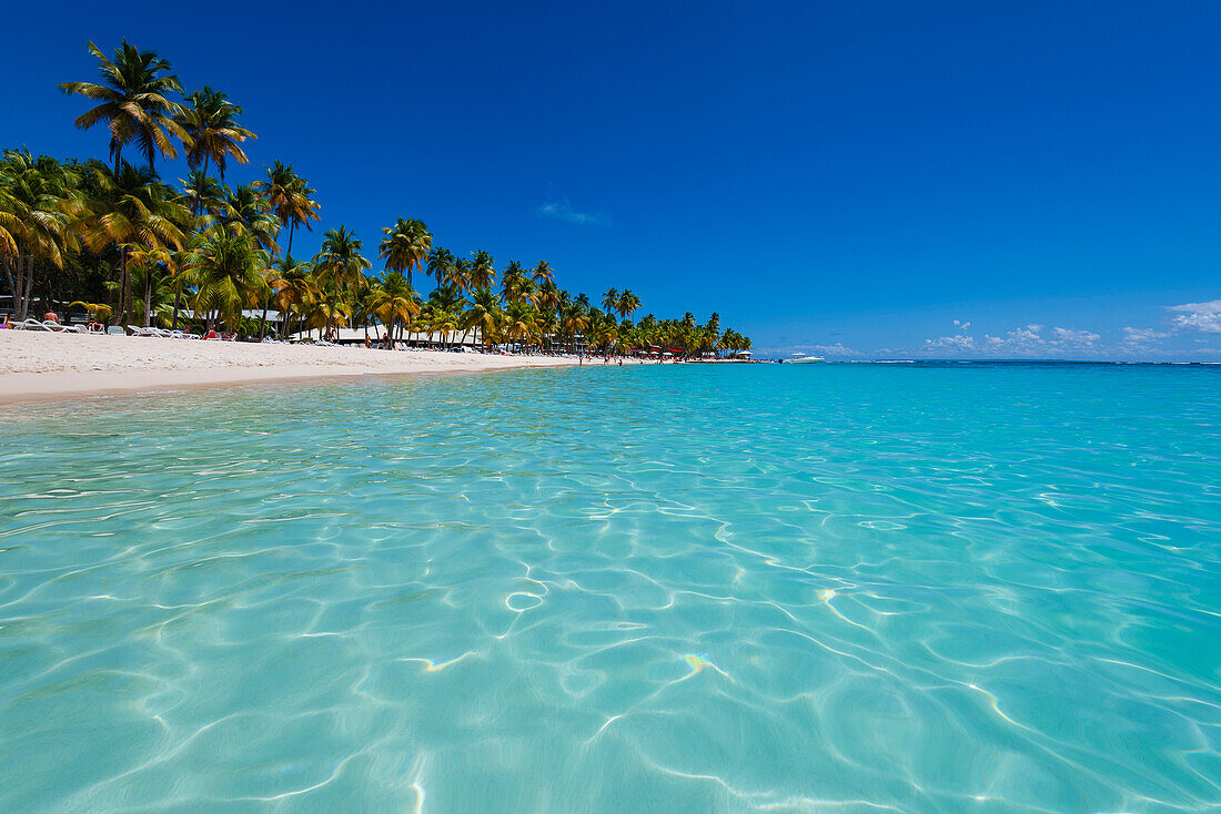Clear, turquoise water of the Caribbean Sea with palm trees along the sandy shore of Caravelle Beach, Sainte-Anne, Grande-Terre; Guadeloupe, French West Indies