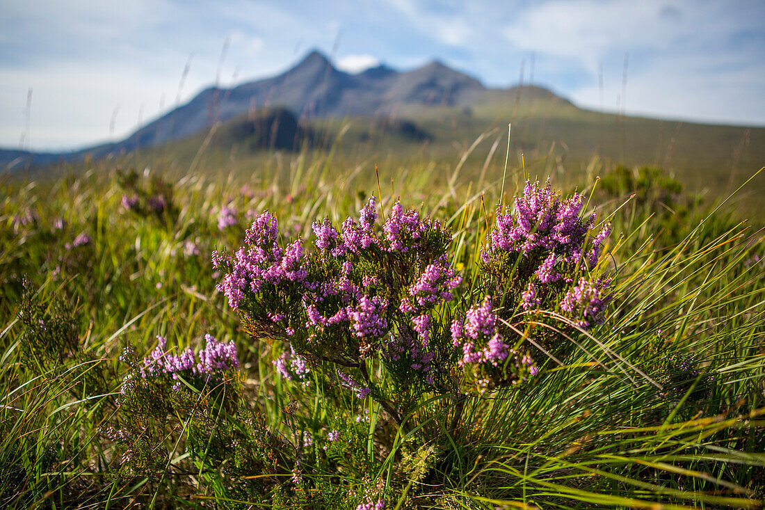 Along a hiking trail, Heather (Calluna vulgaris) plants bloom near the Cuillin Mountains near Sligachan; Isle of Skye, Scotland