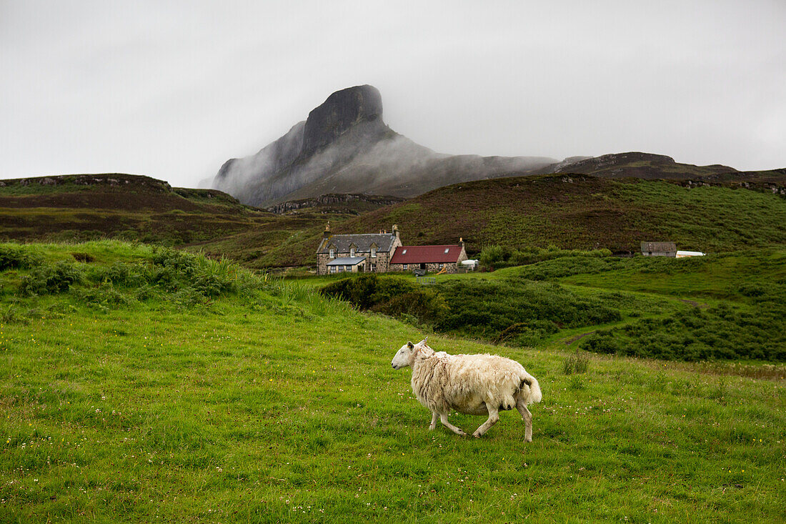 A cottage and lone sheep dot the landscape in front of the peak of An Sgurr, Isle of Eigg, Scotland; Isle of Eigg, Scotland