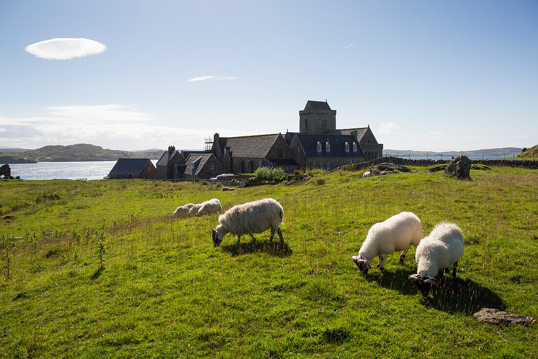 Sheep (Ovis aries) graze in a field near the Benedictine Abbey on Iona, Scotland; Iona, Scotland