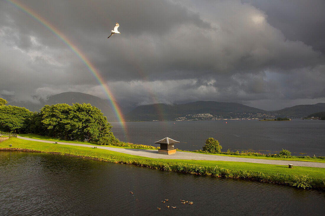 Entlang des Caledonian Canal umrahmt ein doppelter Regenbogen eine Möwe und Enten, die in der Nähe von Corpach, Schottland, im Wasser schwimmen; Corpach, Schottland