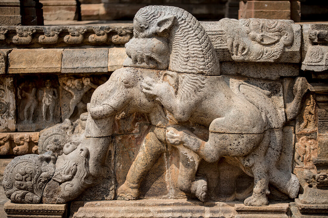Stone carved detail of a lion pouncing on an elephant of the Dravidian Chola era at Airavatesvara Temple; Darasuram, Tamil Nadu, India