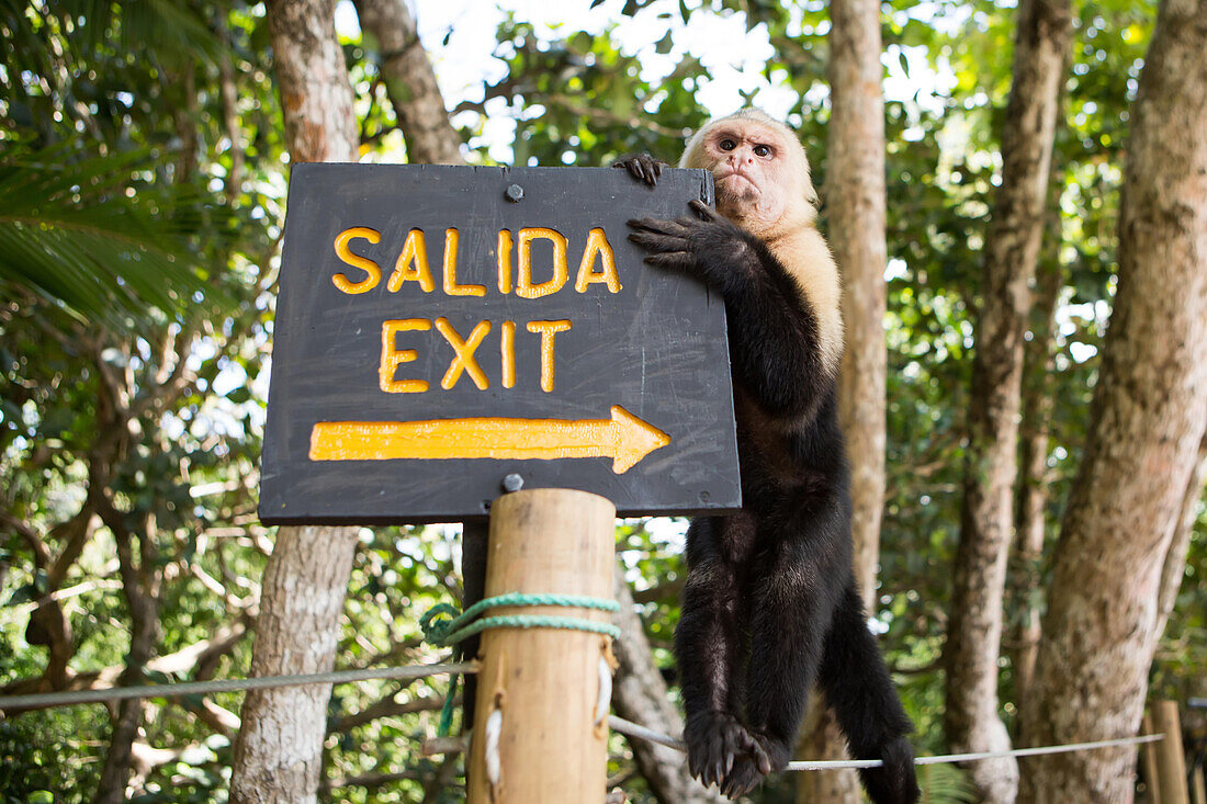 A white-faced capuchin monkey climbs on an exit sign in Manuel Antonio National Park.; Manuel Antonio National Park, Costa Rica