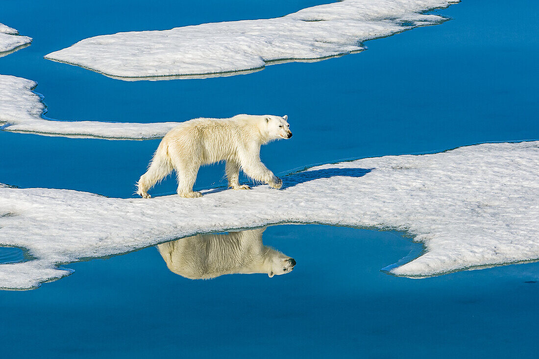 Polar bear (Ursus maritimus) walking on melting pack ice reflected in blue water pools; Svalbard, Norway