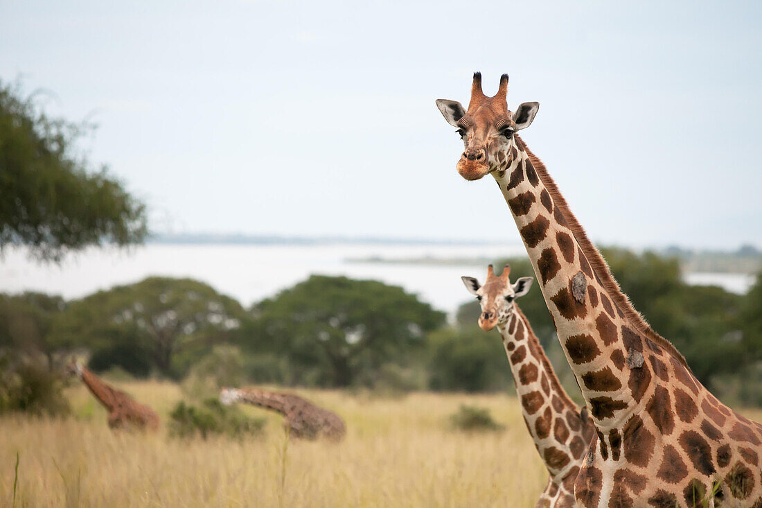 Several giraffes stand amongst grass and trees while others eat nearby.; Victoria Nile River, Murchison Falls National Park, Uganda