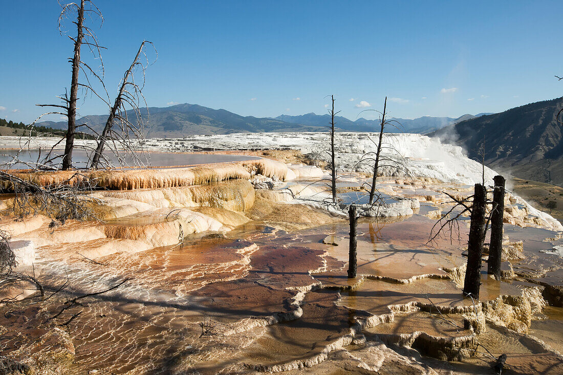 Dead trees among mineral deposits from geothermal features in Mammoth Hot Springs.; Yellowstone National Park, Wyoming