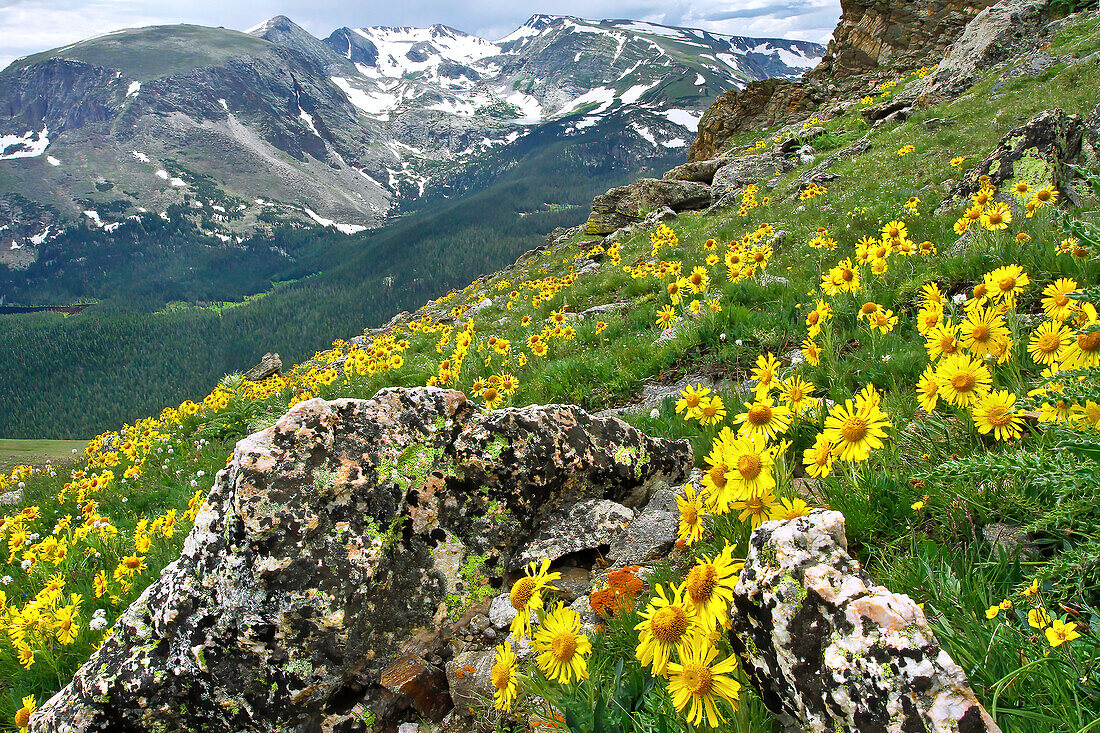 Mountains with wild, yellow sunflowers growing on a mountainside meadow near Trail Ridge Road; Rocky Mountain National Park, Colorado, United States of America