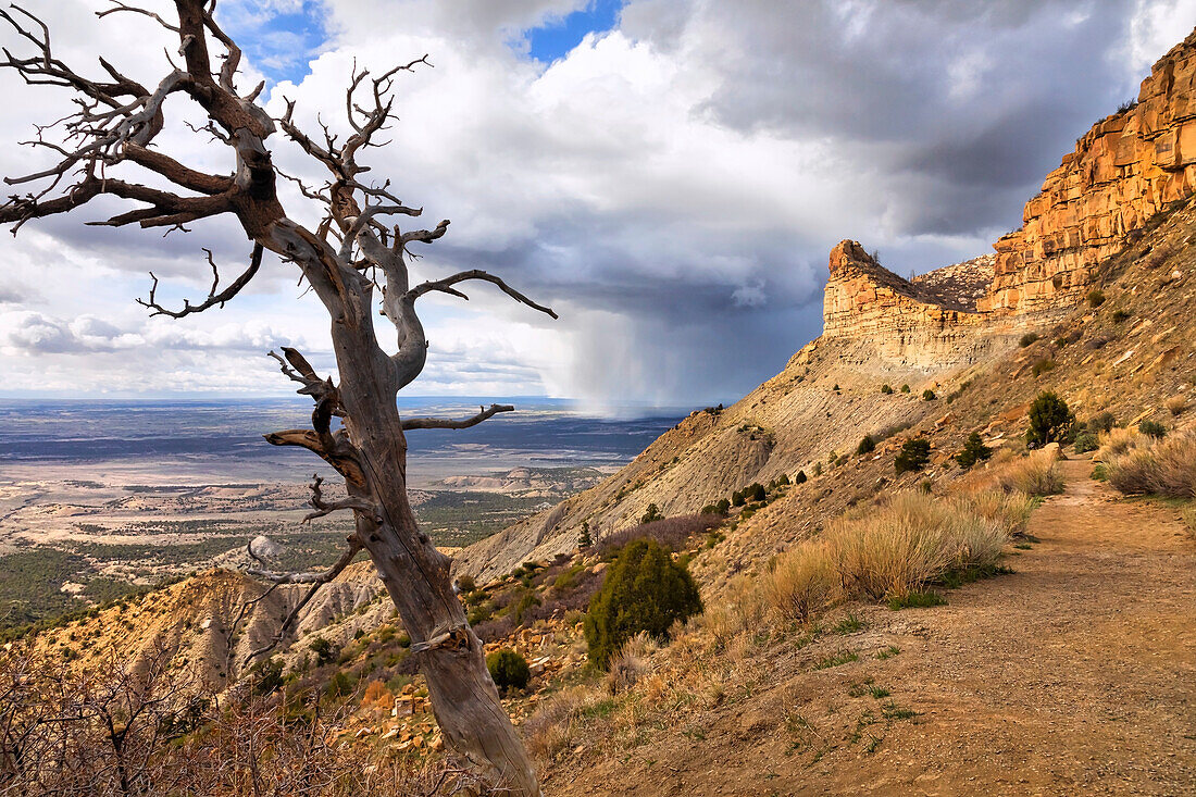Kahler Baum auf felsigem Berghang mit großen Regenwolken über der Ebene in der Ferne; Mesa Verde National Park, Colorado, Vereinigte Staaten von Amerika