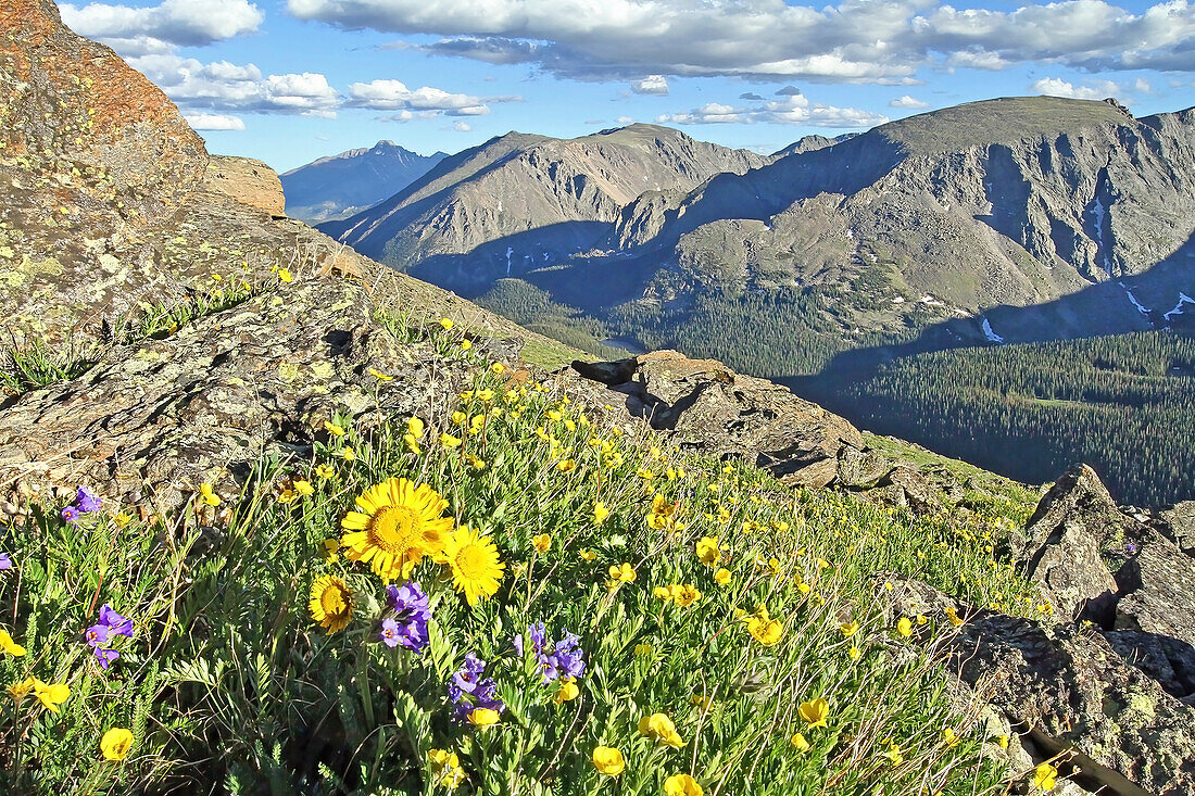 Mountains with purple wildflowers and wild, yellow sunflowers growing on a mountainside meadow near Trail Ridge Road with Longs Peak in the background; Rocky Mountain National Park, Colorado, United States of America