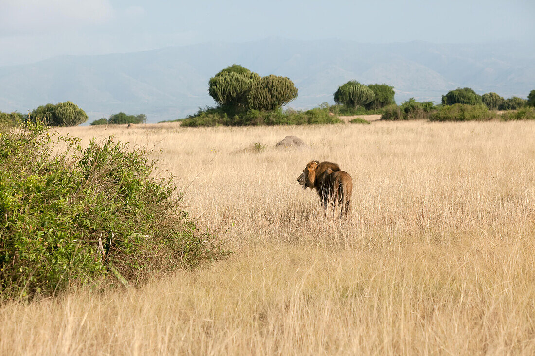 Ein männlicher Löwe läuft durch das Savannengras in den Kasenyi-Ebenen; Kasenyi-Ebenen, Queen Elizabeth National Park, Uganda