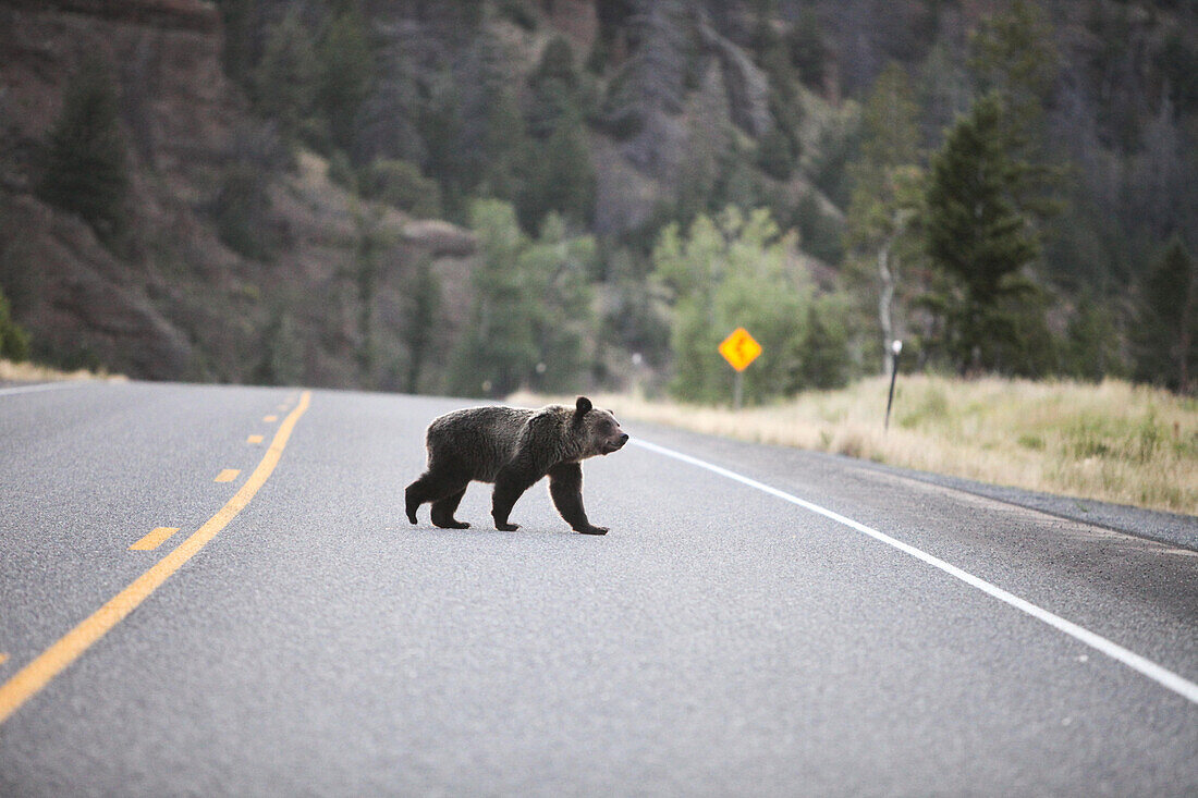 A black bear, Ursus americanus, crossing an open road.; Yellowstone National Park, Wyoming