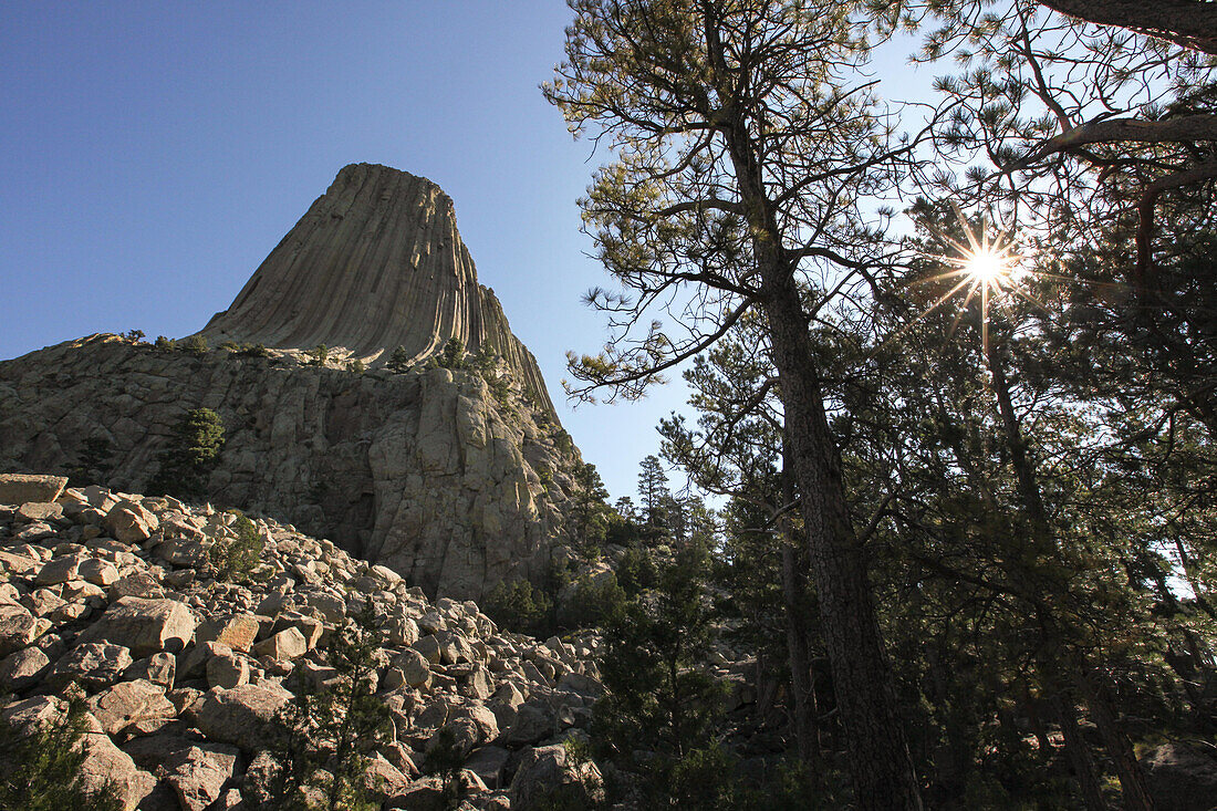 The sun shines through trees next to Devils Tower National Monument, an igneous rock formation.; Devils Tower National Monument, Wyoming