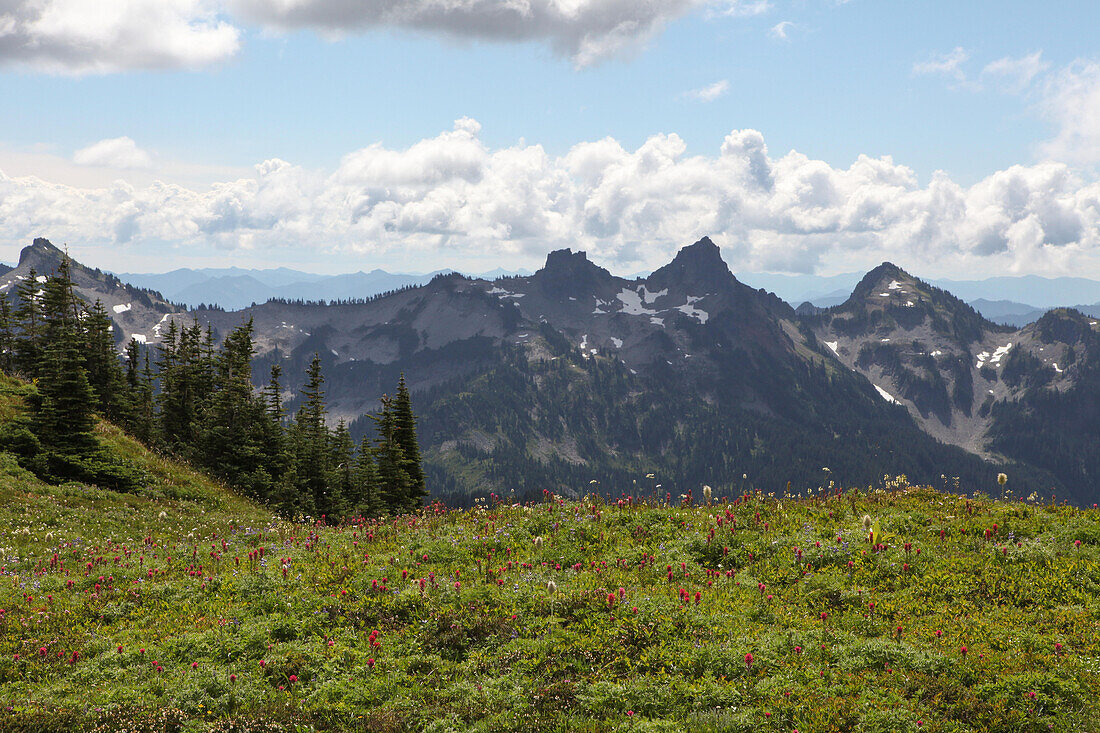 Mit der Cascade Mountain Range im Hintergrund bedecken Wildblumen und Bäume die Landschaft am Mount Rainier; Mount Rainier National Park, Washington