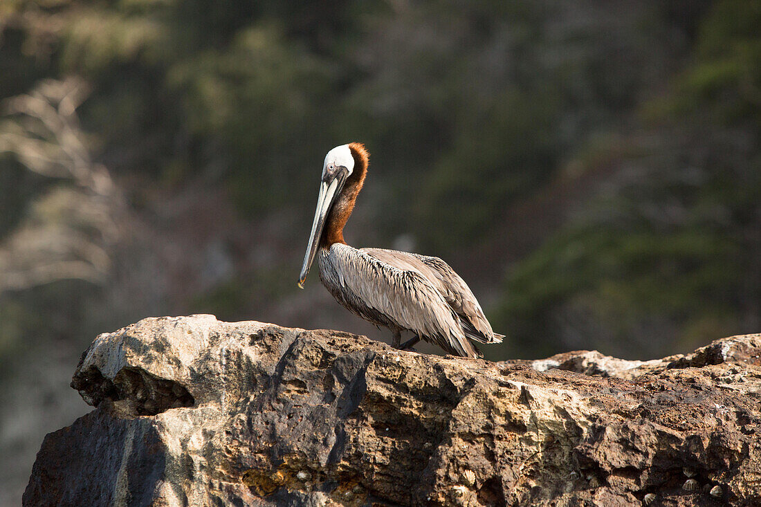 Auf der Insel Bona im Golf von Panama sitzt ein brauner Pelikan auf einem Felsvorsprung; Bona Island, Panama