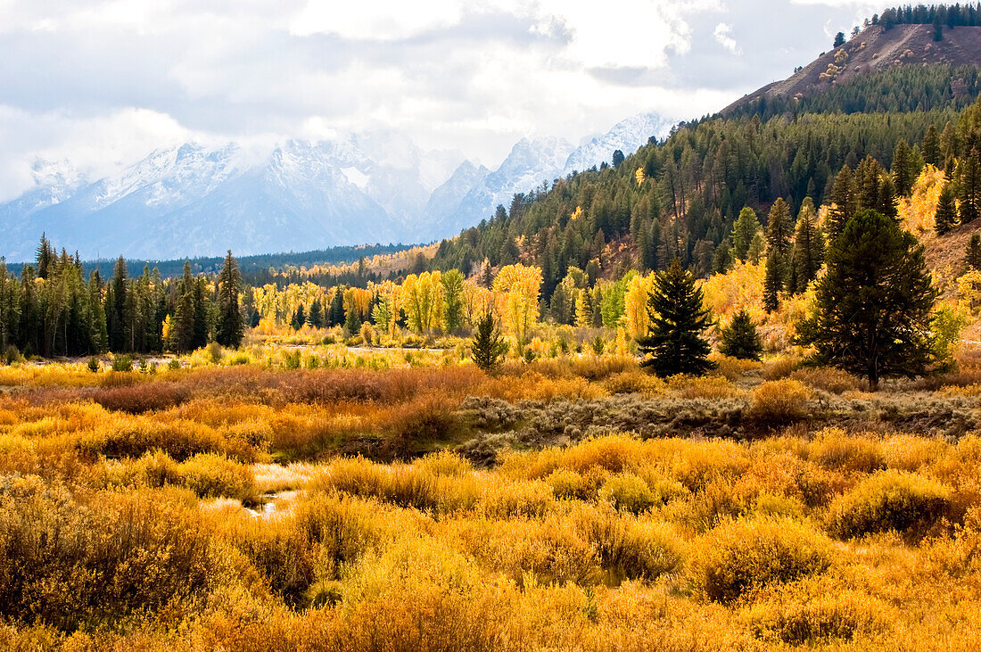 Goldene Herbstfarben der Sträucher und Pappeln entlang des Pacific Creek im Yellowstone National Park mit den blauen, schneebedeckten Bergen der Teton Range im Grand Teton National Park; Wyoming, Vereinigte Staaten von Amerika