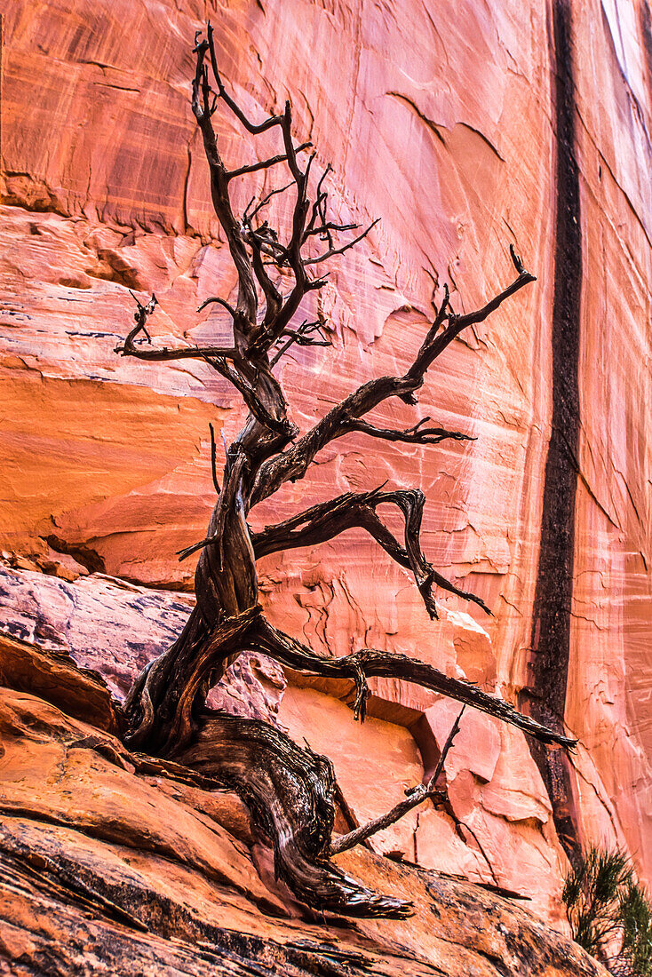 Leafless juniper tree (Juniper scopulorum) and red, sandstone rock wall in the Grand Staircase–Escalante National Monument; Utah, United States of America