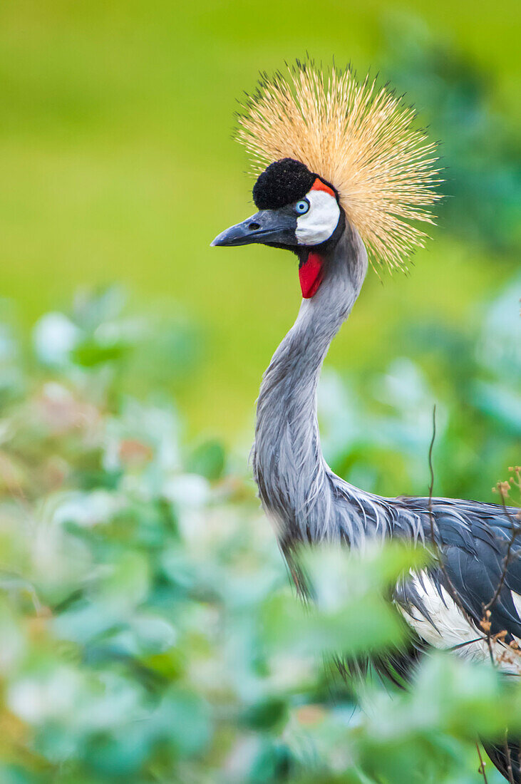 Portrait of a grey crowned crane (Balearica regulorum) standing in leafy brush; Africa