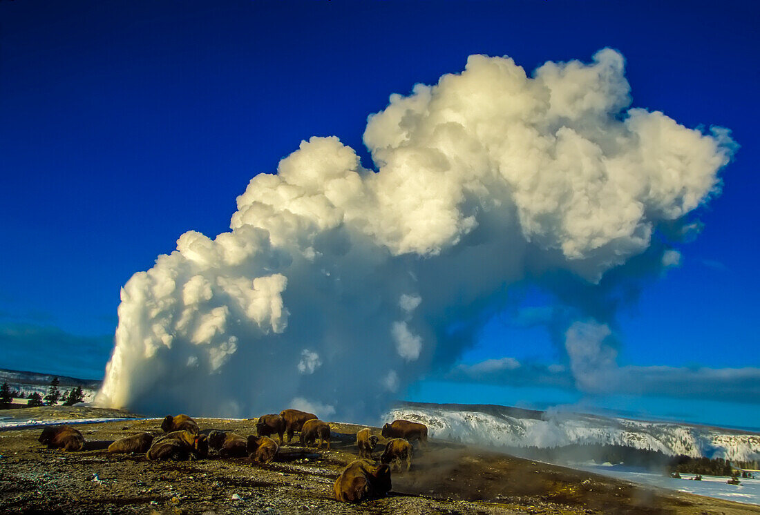 Herd of American bison (Bison bison) grazing and keeping warm near the famous geyser, Old Faithful, with clouds of steam rising into the clear blue sky in the Upper Geyser Basin; Yellowstone National Park, United States of America