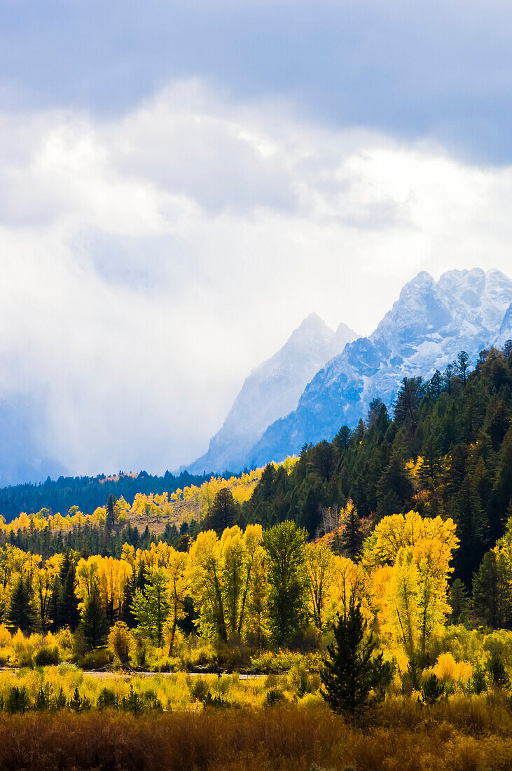 Golden fall colors of the cottonwoods and aspen tress along Pacific Creek in Yellowstone National Park with the blue, snow capped mountains of the Teton Range in Grand Teton National Park; Wyoming, United States of America