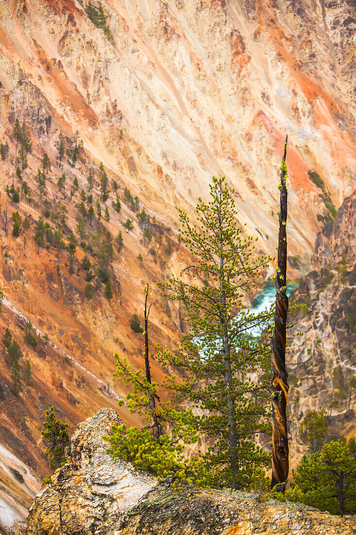 Lodgepole-Kiefern (Pinus contorta) am Rande der Klippen mit dem Yellowstone River, der durch die Schlucht im Grand Canyon of the Yellowstone im Yellowstone National Park fließt; Wyoming, Vereinigte Staaten von Amerika