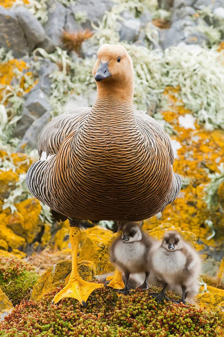 Portrait of a kelp goose (Chloephaga hybrida) and her fuzzy goslings on the lichen and algae covered rocks along the coast; Falkland Islands, Antarctica