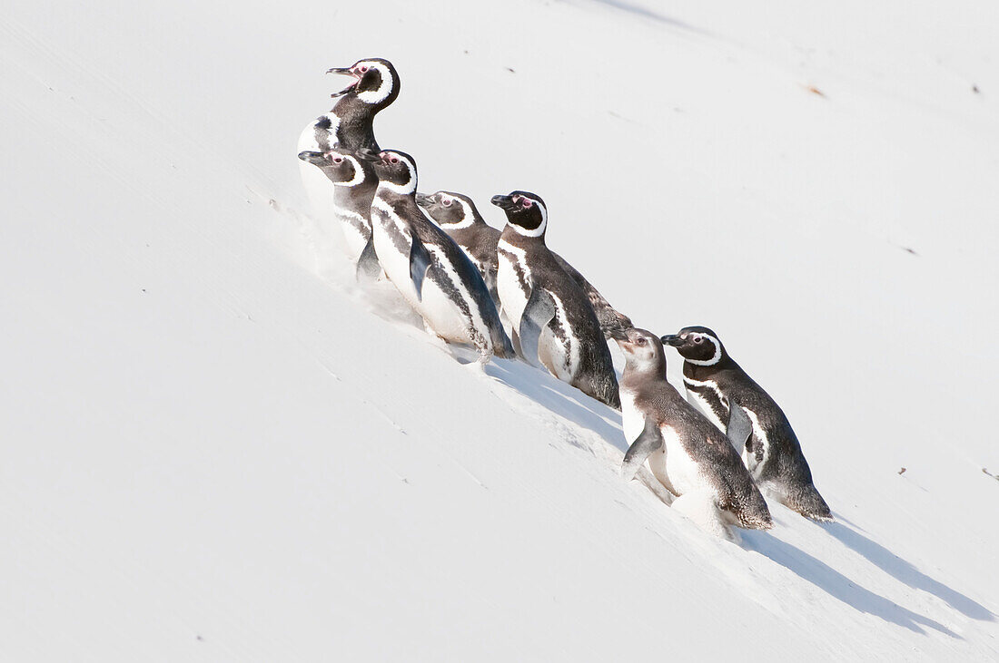 Gruppe von Magellanpinguinen (Spheniscus magellanicus), die gemeinsam einen sandigen Abhang hinaufgehen; Falklandinseln, Antarktis