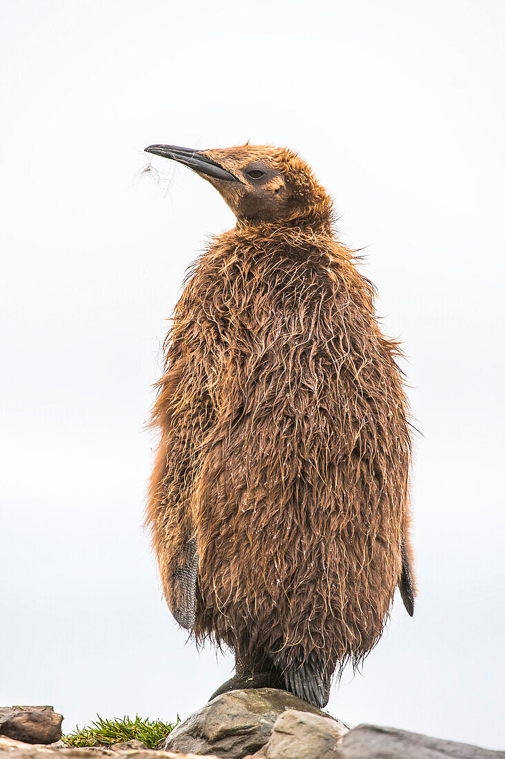Close-up portrait of young king penguin (Aptenodytes patagonicus) standing on a rock looking out into the distance; South Georgia Island, Antarctica