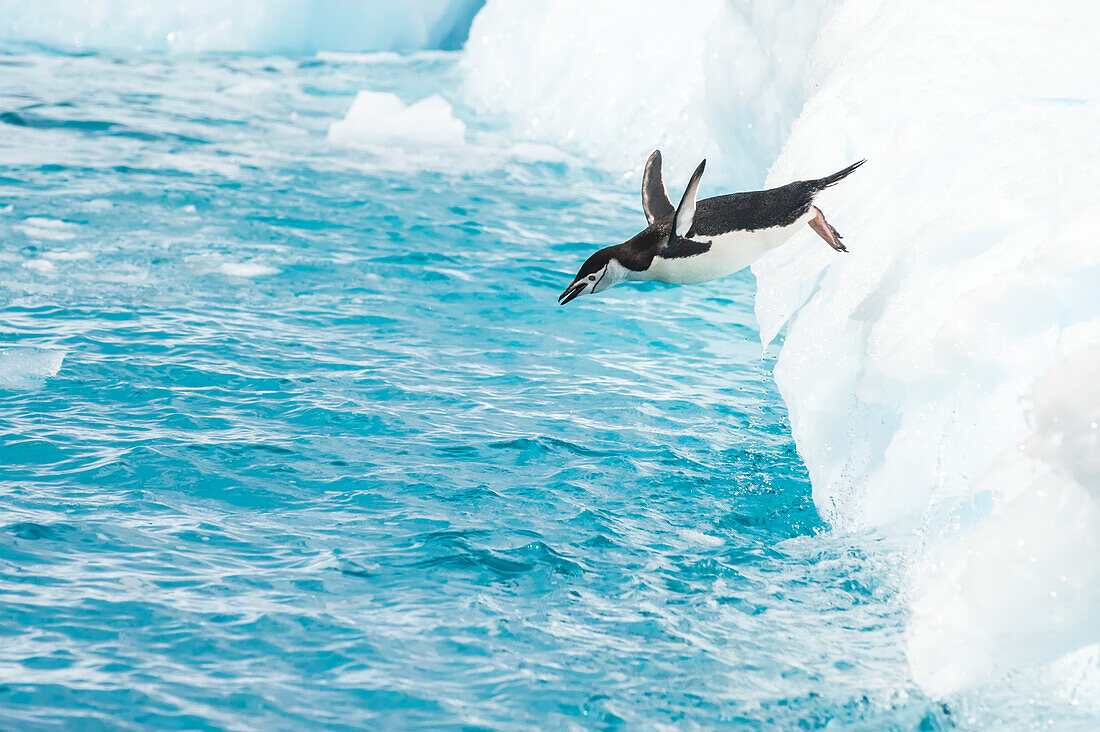 Ein Kinnriemenpinguin, Pygoscelis antarcticus, taucht von einem Eisberg ab.