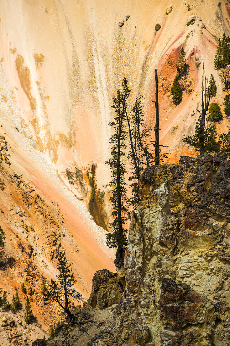 Lodgepole-Kiefern (Pinus contorta) und Farbwechsel an den Canyon-Felsen im Grand Canyon of the Yellowstone im Yellowstone National Park; Wyoming, Vereinigte Staaten von Amerika