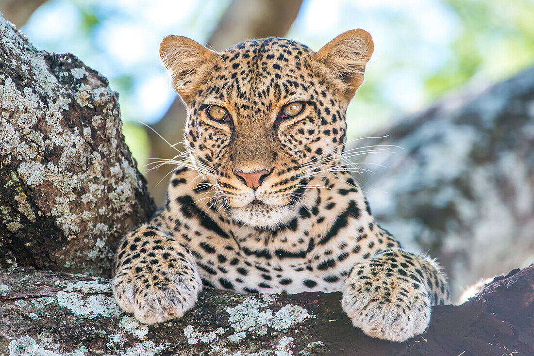 Ein Leopard, Panthera pardus, ruht sich auf dem Ast eines Baumes aus.